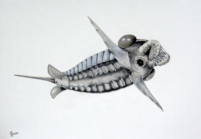 Schinderhannes bartelsi