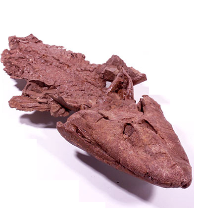 Tiktaalik