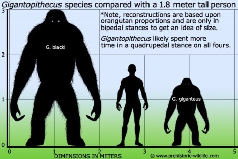 Gigantopithecus