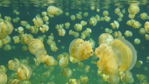 Jellyfish Lake